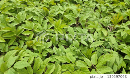 Lush green grass texture background, fresh spring nature foliage 2 Lush green grass texture background, fresh spring nature foliage 2 139397068
