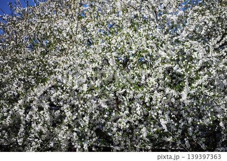 A vibrant tree covered in countless small white blossoms and fresh green leaves fills the frame 139397363