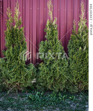 Three slender evergreen thuja trees stand tall against a dark red metal fence. Lush green foliage grows from the ground cover of grass and weeds in the garden on a bright day Three slender evergreen thuja trees stand tall against a dark red metal fence. Lush green foliage grows from the ground cover of grass and weeds in the garden on a bright day 139397364