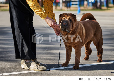 A person holds the leash of a large, wrinkled brown Shar Pei dog standing on asphalt with white lines. This outdoor daytime scene shows the dog and its handler at a pet event A person holds the leash of a large, wrinkled brown Shar Pei dog standing on asphalt with white lines. This outdoor daytime scene shows the dog and its handler at a pet event 139397370