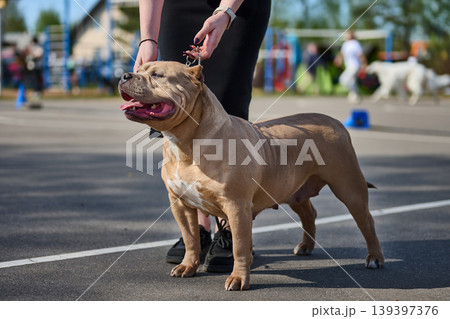 A tan American Bully dog stands proudly with its handler at an outdoor dog competition. The muscular canine is panting on a bright, sunny day on an asphalt ground A tan American Bully dog stands proudly with its handler at an outdoor dog competition. The muscular canine is panting on a bright, sunny day on an asphalt ground 139397376
