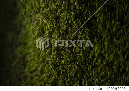 Close Up of Moss on Tree Trunk Texture. Close Up of Moss on Tree Trunk Texture. 139397603