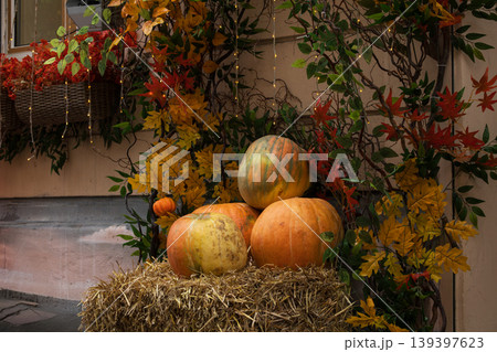 Thanksgiving season pumpkins still life scene of October November autumn 139397623
