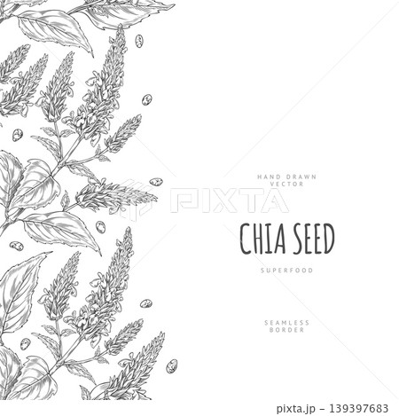 Chia plant with flowers and seeds sketch, vector engraved hand drawn seamless border design, Salvia hispanica, superfood Chia plant with flowers and seeds sketch, vector engraved hand drawn seamless border design, Salvia hispanica, superfood 139397683