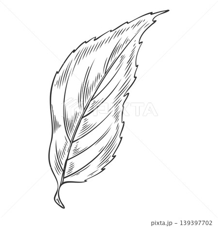 Chia plant leaf vector sketch, Salvia hispanica falling foliage, botanical engraved hand drawn organic superfood herb Chia plant leaf vector sketch, Salvia hispanica falling foliage, botanical engraved hand drawn organic superfood herb 139397702