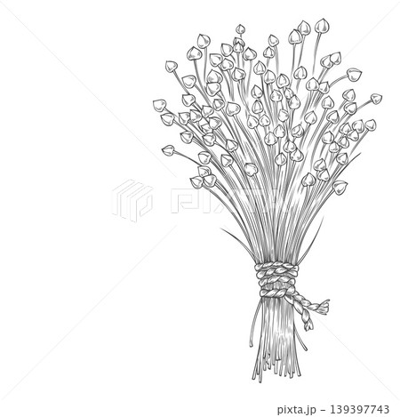 Dry flax seed in sheaves vector sketch, superfood foliage tied with a rope, engraved hand drawn Linen seeds bundle Dry flax seed in sheaves vector sketch, superfood foliage tied with a rope, engraved hand drawn Linen seeds bundle 139397743