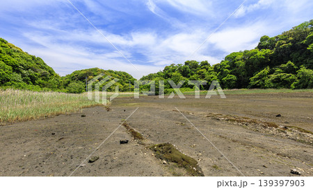 三浦半島の小網代の森の春 三浦半島の小網代の森の春 139397903