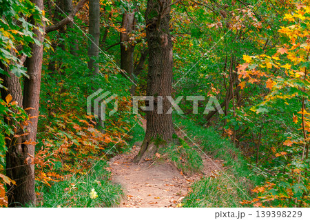 A winding forest path in autumn with colorful leaves and lush green grass A winding forest path in autumn with colorful leaves and lush green grass 139398229