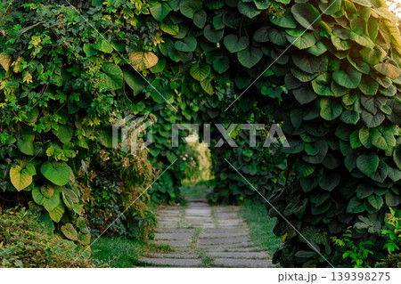 Path through a lush green archway covered in dense foliage and vines 139398275