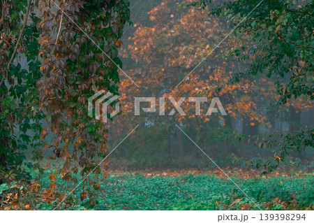Misty autumn forest scene with vibrant foliage and hanging vines creating a serene atmosphere 139398294