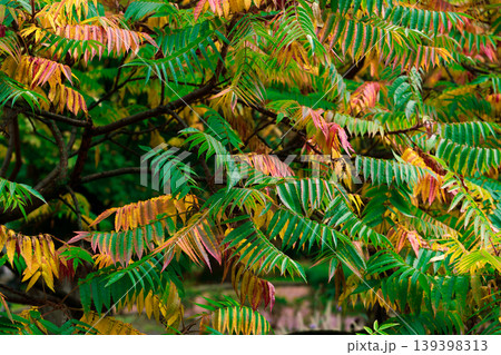 Vibrant autumn leaves display a gradient of green, yellow, and red hues on branches Vibrant autumn leaves display a gradient of green, yellow, and red hues on branches 139398313