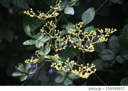 野草・ヤブガラシの花. 139398851