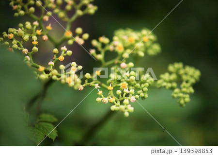 野草 ヤブガラシの花. 野草 ヤブガラシの花. 139398853