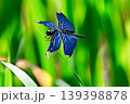 とても美しい「チョウトンボ」 139398878