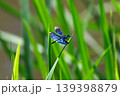 とても美しい「チョウトンボ」 139398879
