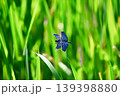 とても美しい「チョウトンボ」 139398880