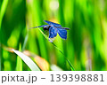 とても美しい「チョウトンボ」 139398881