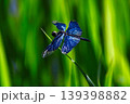 とても美しい「チョウトンボ」 139398882