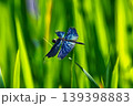 とても美しい「チョウトンボ」 139398883