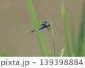 とても美しい「チョウトンボ」 139398884