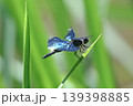 とても美しい「チョウトンボ」 139398885