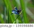 とても美しい「チョウトンボ」 139398886