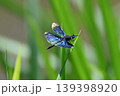 美しいチョウトンボ　世界一きれいなトンボと言われてる 139398920