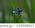 美しいチョウトンボ　世界一きれいなトンボと言われてる 139398921