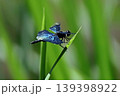 美しいチョウトンボ　世界一きれいなトンボと言われてる 139398922
