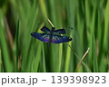 美しいチョウトンボ　世界一きれいなトンボと言われてる 139398923