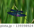 美しいチョウトンボ　世界一きれいなトンボと言われてる 139398924