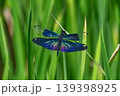 美しいチョウトンボ　世界一きれいなトンボと言われてる 139398925