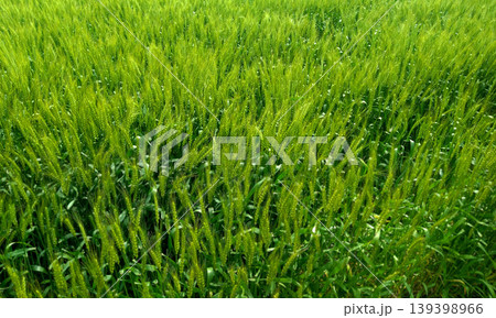 初夏の風に揺れる青麦畑 一面に広がる鮮やかなグリーンの穂 139398966