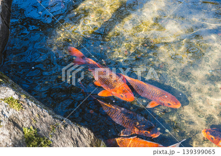 Colorful fish beneath shimmering water. Dynamic koi fish creating vibrant reflections near rocks 139399065