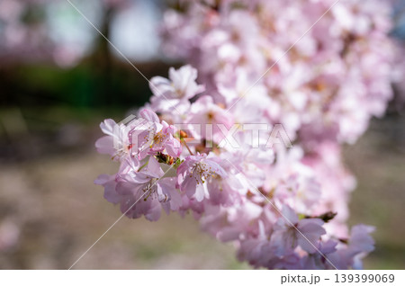 Bright cherry blossom. Gentle shadows and warm ambiance create peaceful spring atmosphere 139399069