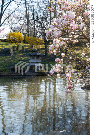 Quiet Japanese garden scene featuring magnolia branch over water with garden features Quiet Japanese garden scene featuring magnolia branch over water with garden features 139399077