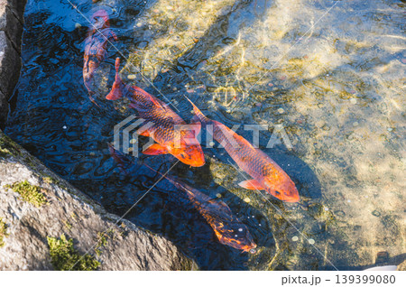 Colorful fish beneath shimmering water. Dynamic koi fish creating vibrant reflections near rocks 139399080
