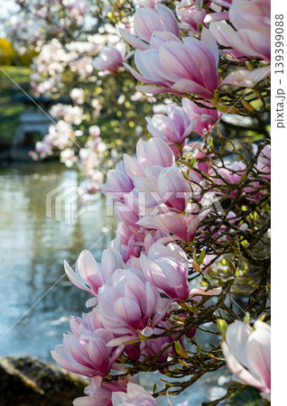Soft pink petals with dew. Closeup of magnolia with dewdrops showcasing delicate textures Soft pink petals with dew. Closeup of magnolia with dewdrops showcasing delicate textures 139399088