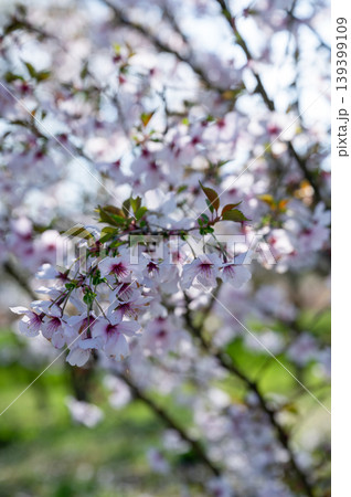 Delicate pink sakura flowers. Springtime cherry blossom with gentle bokeh background and dew Delicate pink sakura flowers. Springtime cherry blossom with gentle bokeh background and dew 139399109
