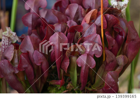 Sarracenia purpurea red pitchers clustered carnivorous bog garden display plants 139399165