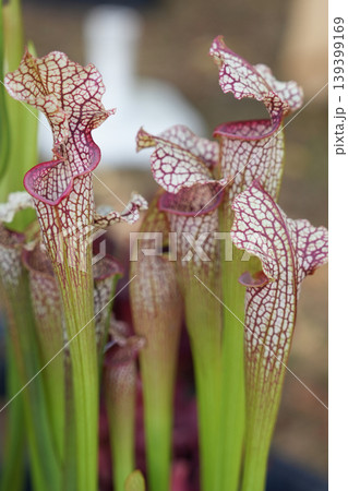 Sarracenia leucophylla white patterned pitchers carnivorous plant macro closeup detail Sarracenia leucophylla white patterned pitchers carnivorous plant macro closeup detail 139399169