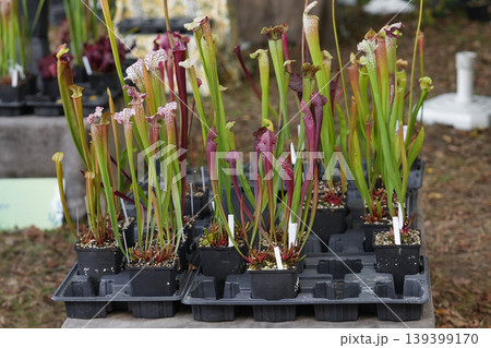 Trays of Sarracenia carnivorous plants for sale at nursery stand at market Trays of Sarracenia carnivorous plants for sale at nursery stand at market 139399170