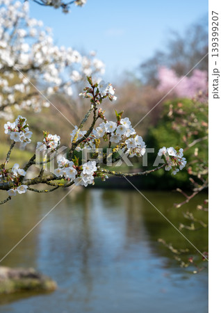 Closeup image showcasing soft petals of cherry blossoms reflected in calm water during spring 139399207