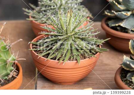 Spiky variegated agave succulent in terracotta pot nursery display market Spiky variegated agave succulent in terracotta pot nursery display market 139399228