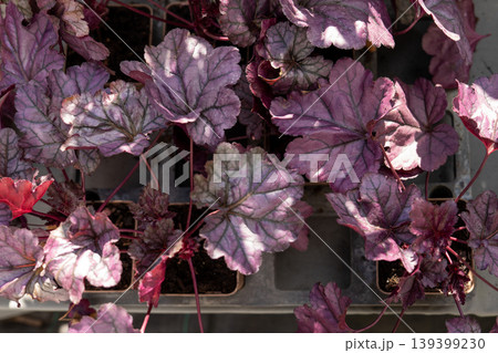 Purple Heuchera coral bells foliage plants at nursery sale display Purple Heuchera coral bells foliage plants at nursery sale display 139399230