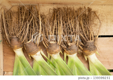 Bare root iris rhizomes arranged inside rustic wooden crate display 139399231