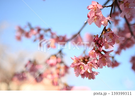 青空と満開の桜（ソメイヨシノ）春の背景素材・コピースペースあり 139399311