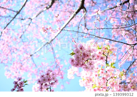 青空と満開の桜(ソメイヨシノ)春の背景素材・コピースペースあり 青空と満開の桜(ソメイヨシノ)春の背景素材・コピースペースあり 139399312