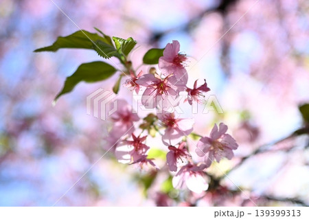 青空と満開の桜（ソメイヨシノ）春の背景素材・コピースペースあり 139399313