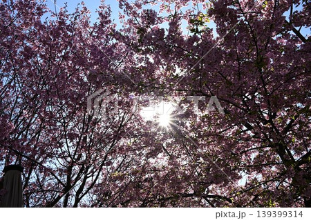 青空と満開の桜（ソメイヨシノ）春の背景素材・コピースペースあり 139399314